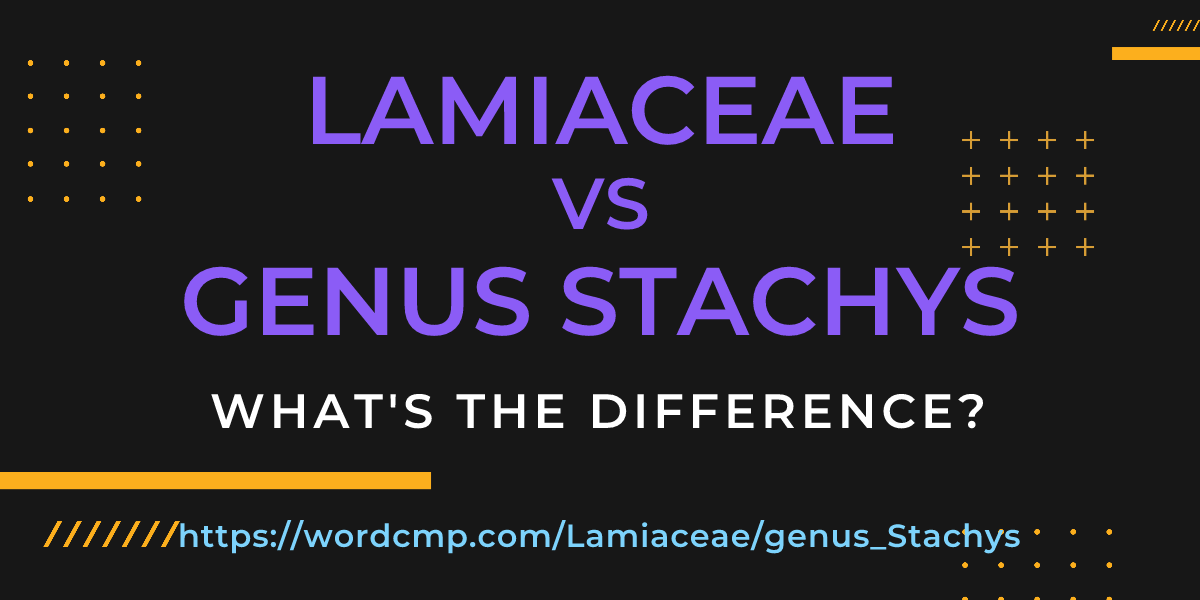Difference between Lamiaceae and genus Stachys
