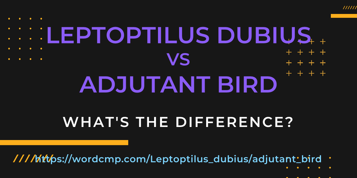 Difference between Leptoptilus dubius and adjutant bird