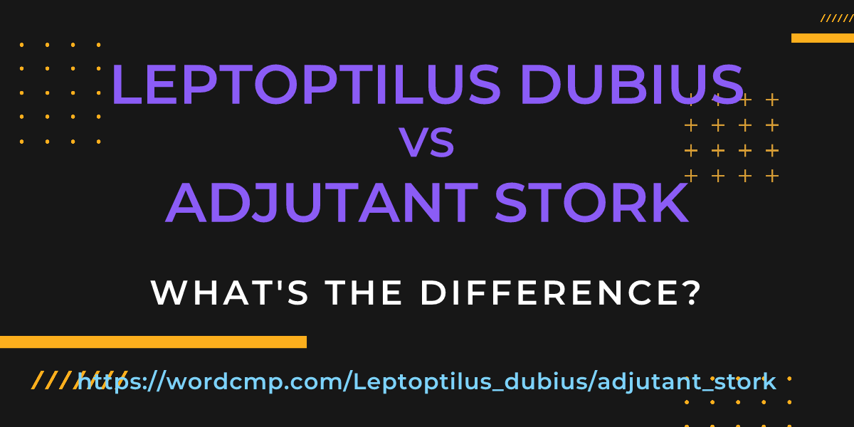 Difference between Leptoptilus dubius and adjutant stork