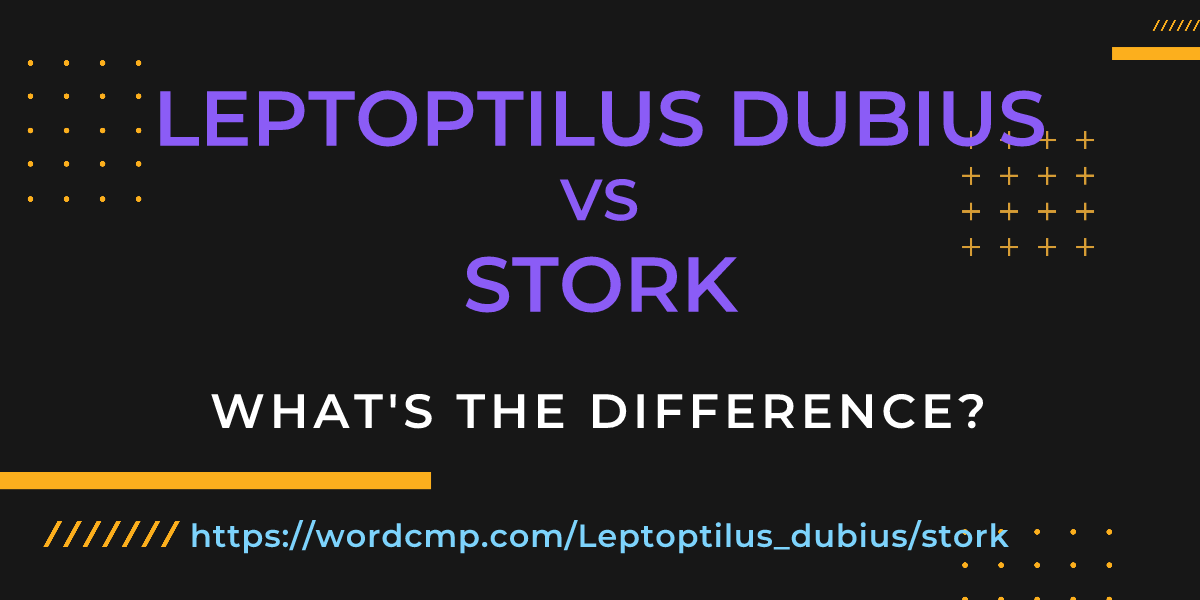 Difference between Leptoptilus dubius and stork