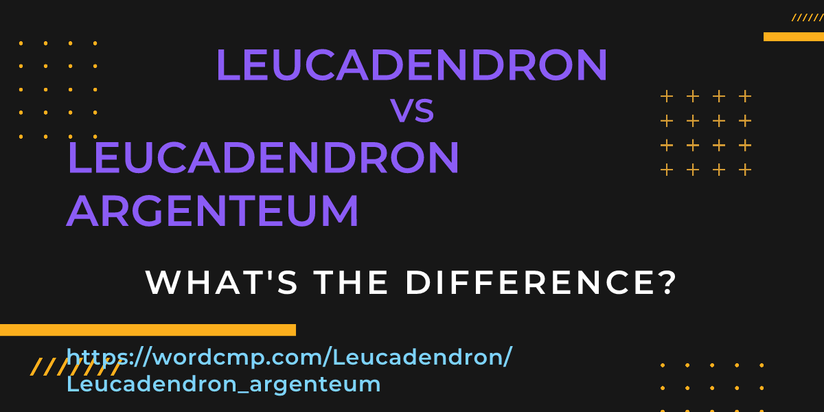 Difference between Leucadendron and Leucadendron argenteum