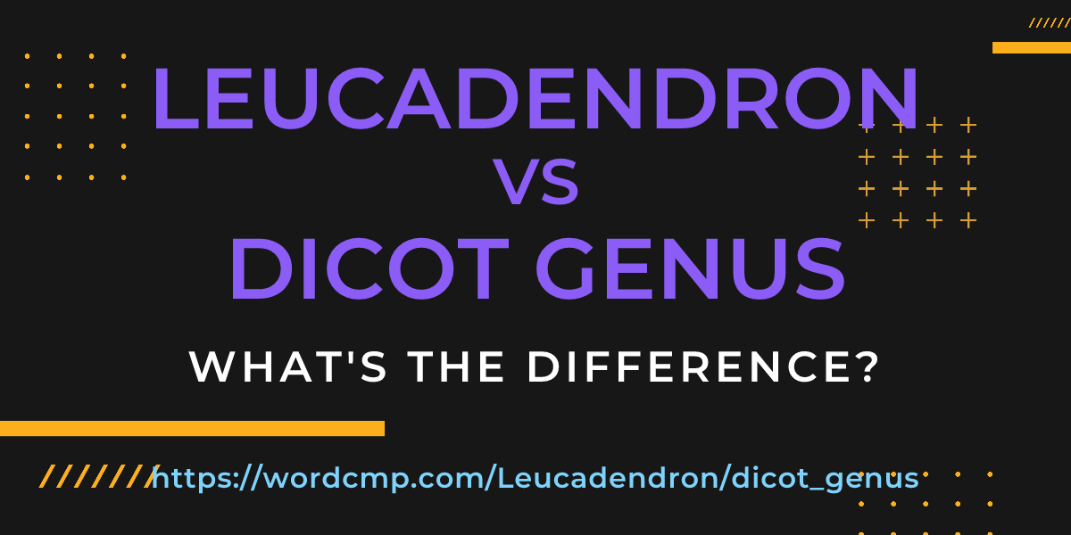Difference between Leucadendron and dicot genus