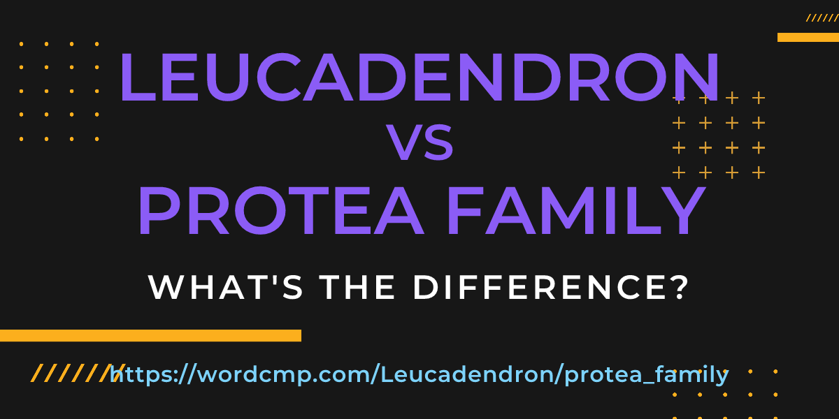 Difference between Leucadendron and protea family