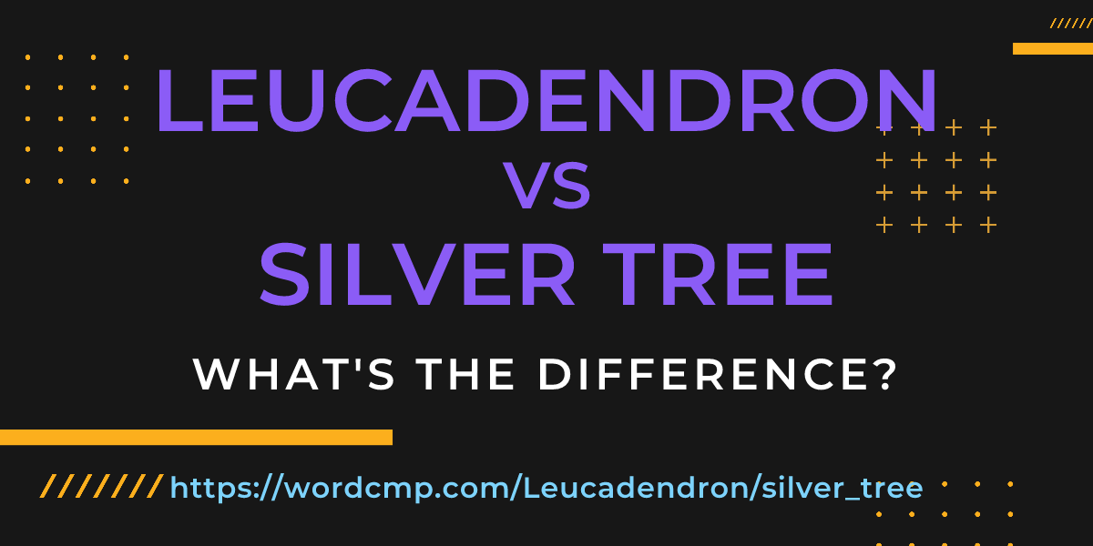 Difference between Leucadendron and silver tree