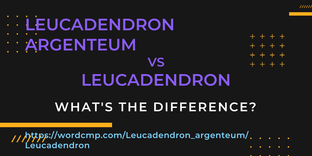 Difference between Leucadendron argenteum and Leucadendron