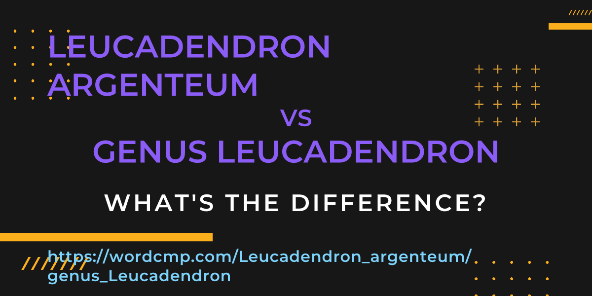 Difference between Leucadendron argenteum and genus Leucadendron