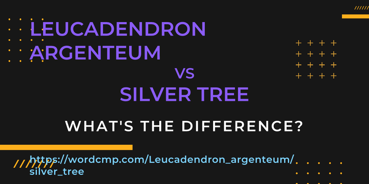Difference between Leucadendron argenteum and silver tree