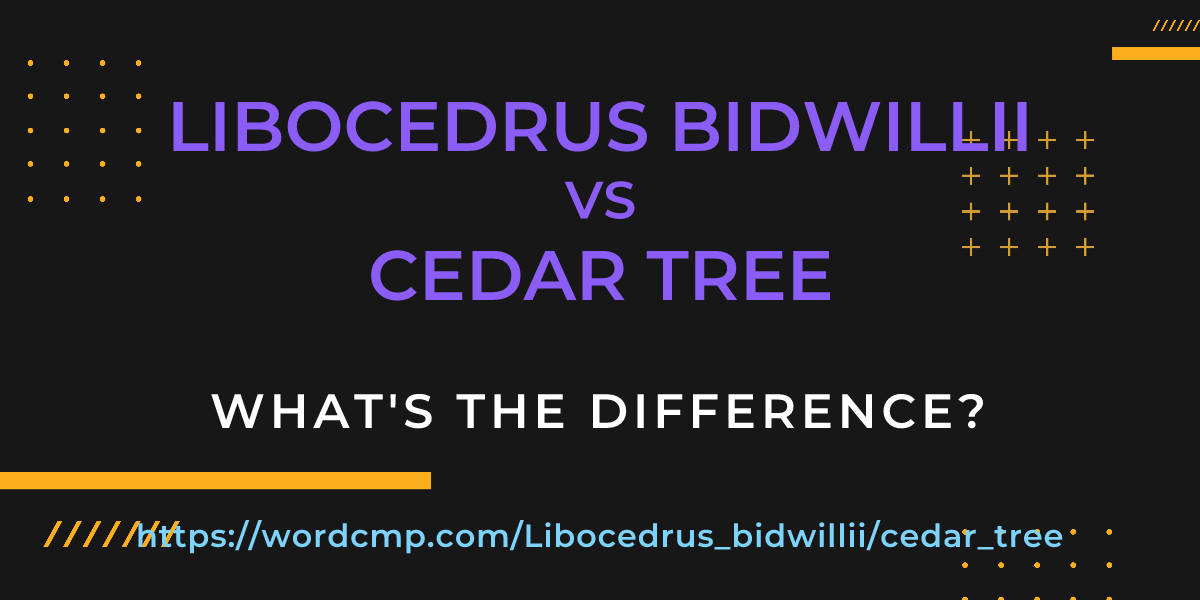 Difference between Libocedrus bidwillii and cedar tree