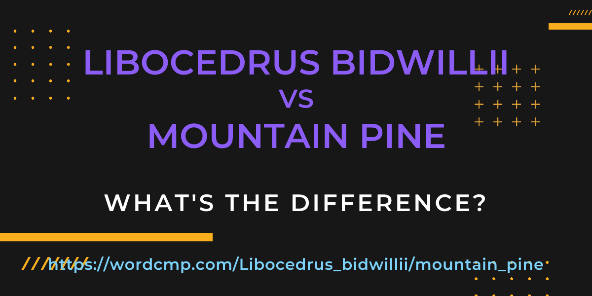 Difference between Libocedrus bidwillii and mountain pine