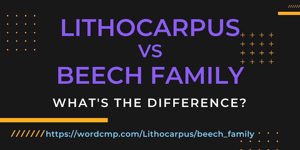 Difference between Lithocarpus and beech family