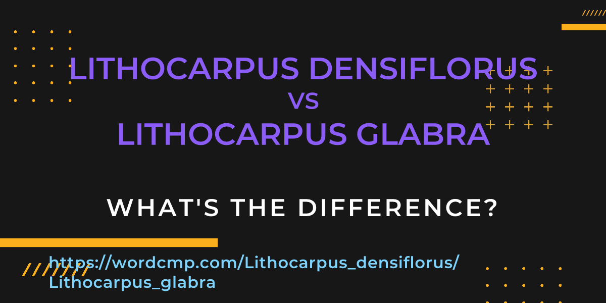 Difference between Lithocarpus densiflorus and Lithocarpus glabra