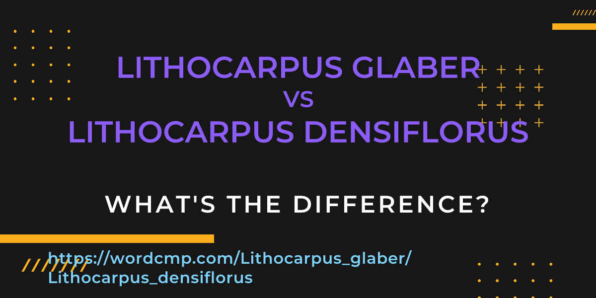 Difference between Lithocarpus glaber and Lithocarpus densiflorus