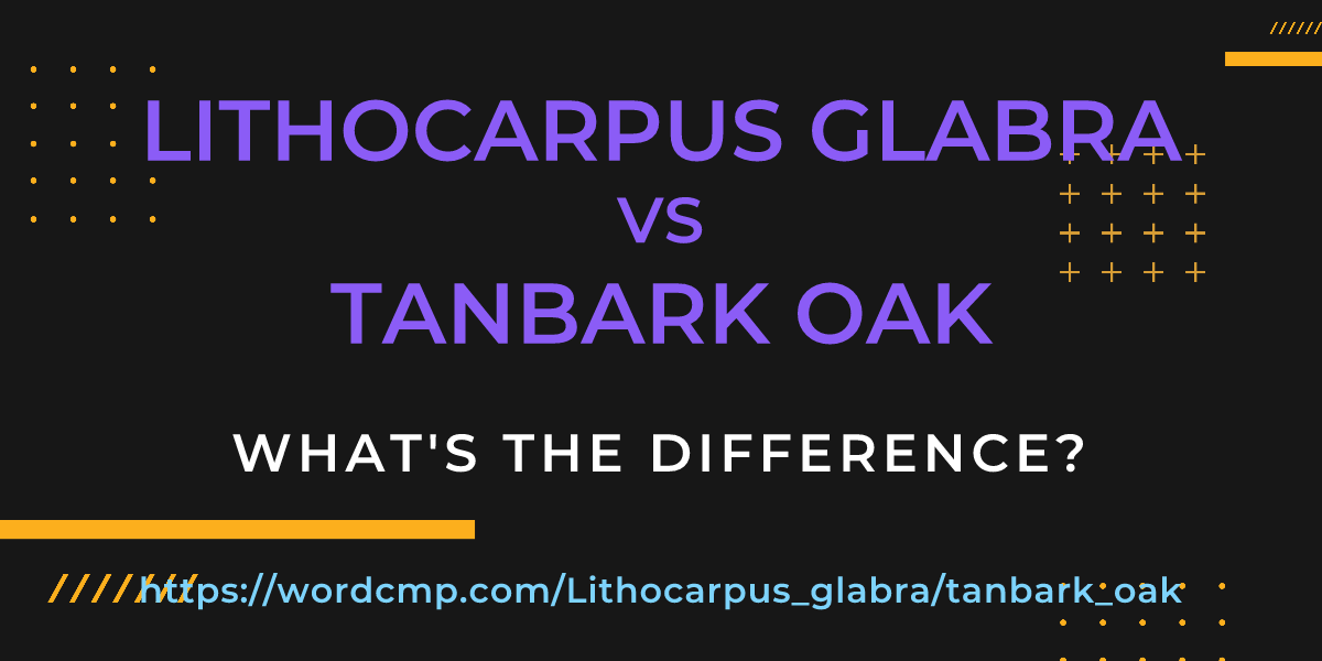 Difference between Lithocarpus glabra and tanbark oak