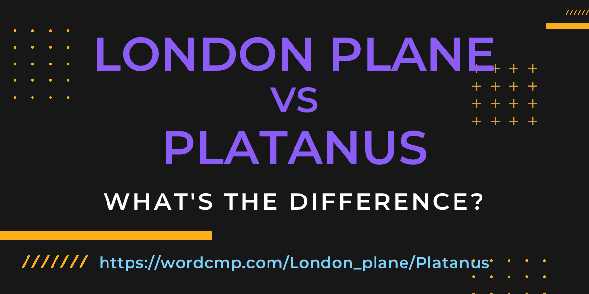 Difference between London plane and Platanus