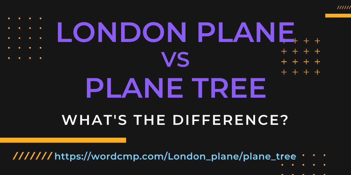 Difference between London plane and plane tree