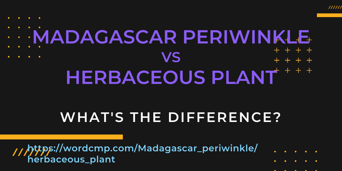 Difference between Madagascar periwinkle and herbaceous plant