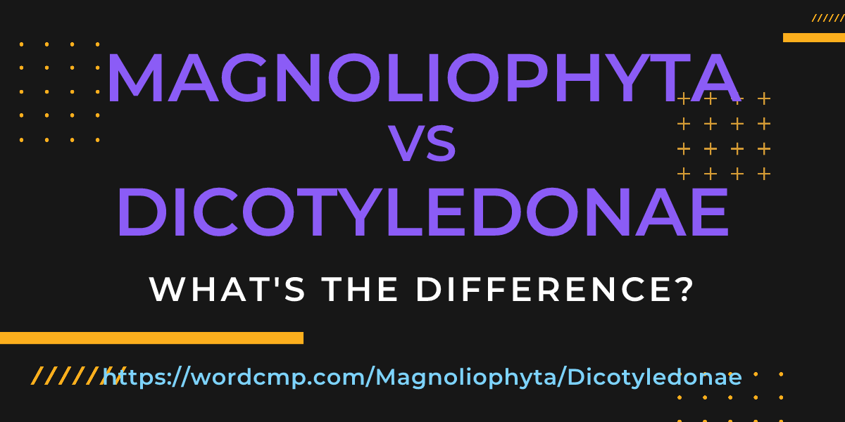 Difference between Magnoliophyta and Dicotyledonae