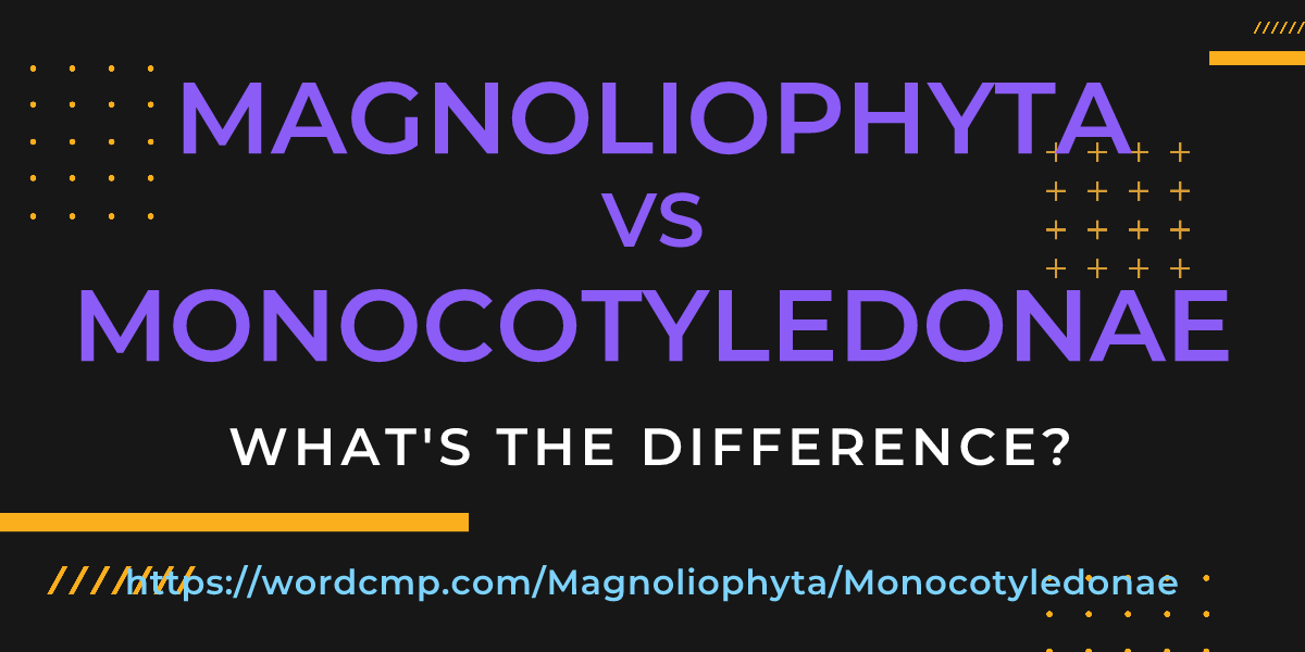 Difference between Magnoliophyta and Monocotyledonae