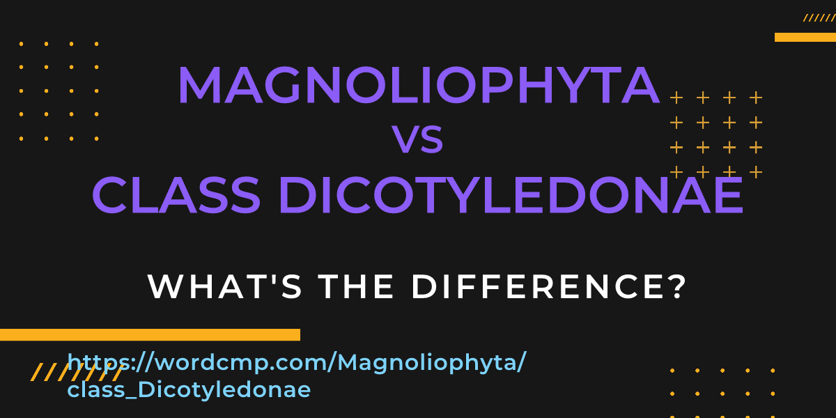 Difference between Magnoliophyta and class Dicotyledonae
