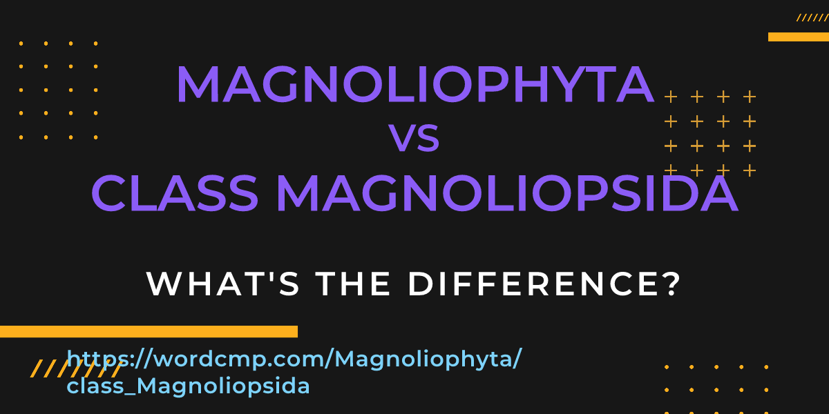 Difference between Magnoliophyta and class Magnoliopsida