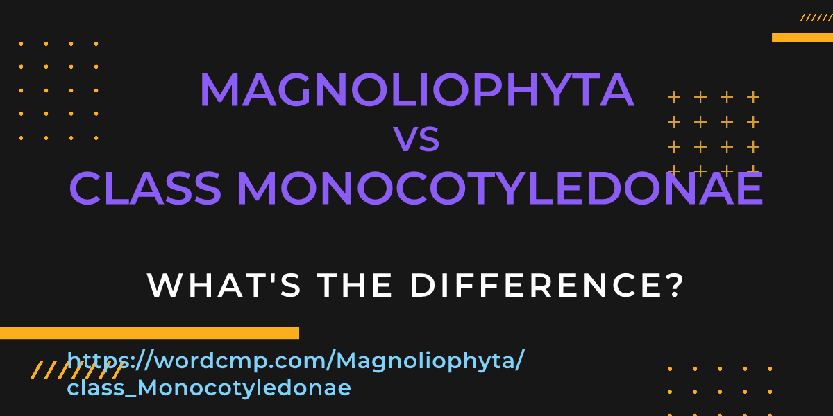 Difference between Magnoliophyta and class Monocotyledonae