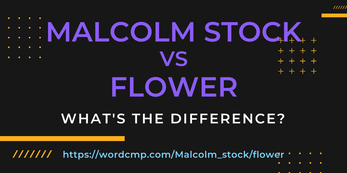 Difference between Malcolm stock and flower