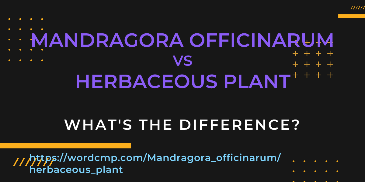 Difference between Mandragora officinarum and herbaceous plant