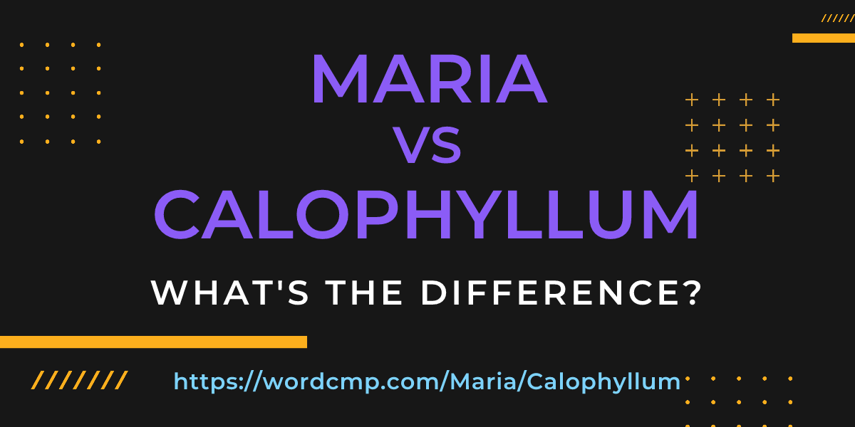 Difference between Maria and Calophyllum