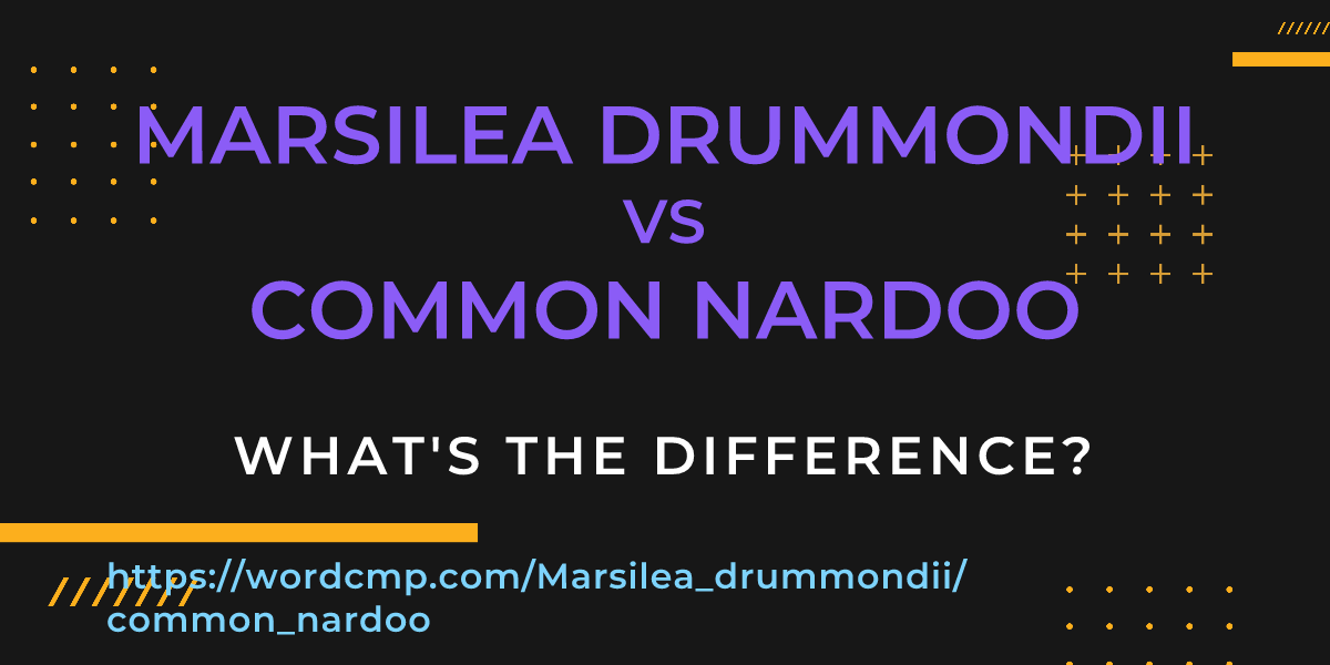 Difference between Marsilea drummondii and common nardoo