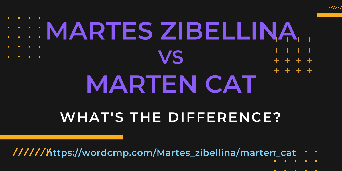 Difference between Martes zibellina and marten cat