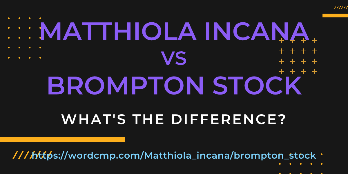 Difference between Matthiola incana and brompton stock