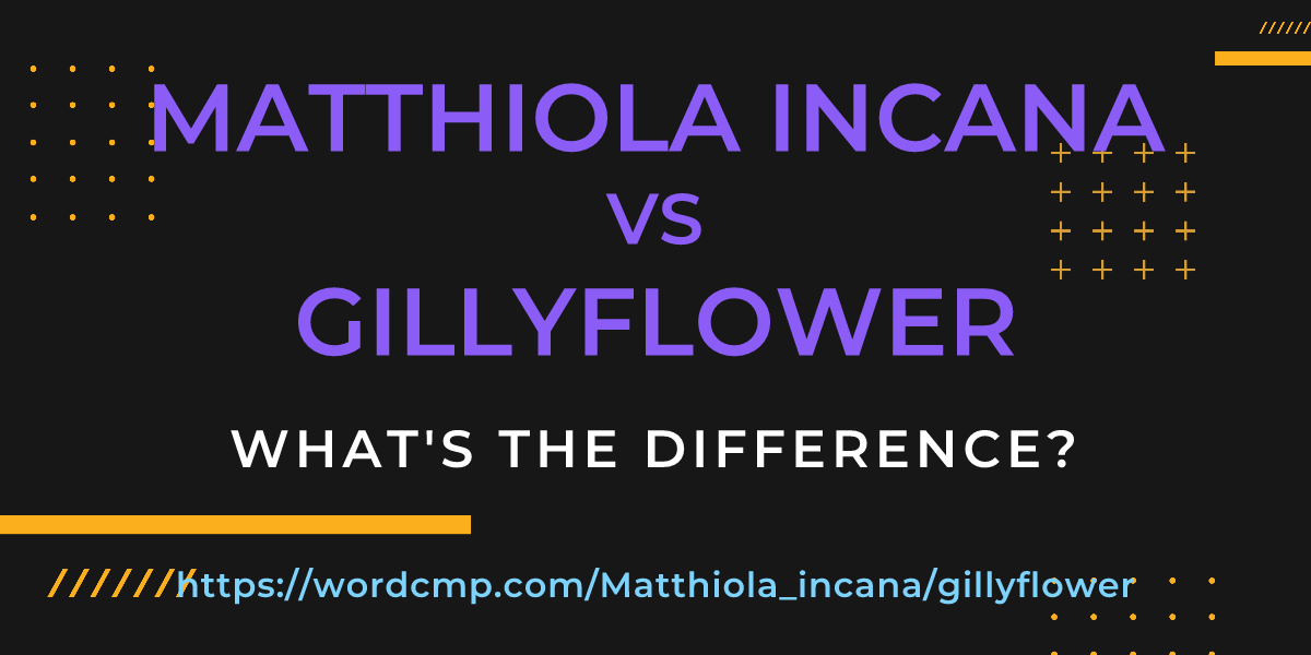 Difference between Matthiola incana and gillyflower