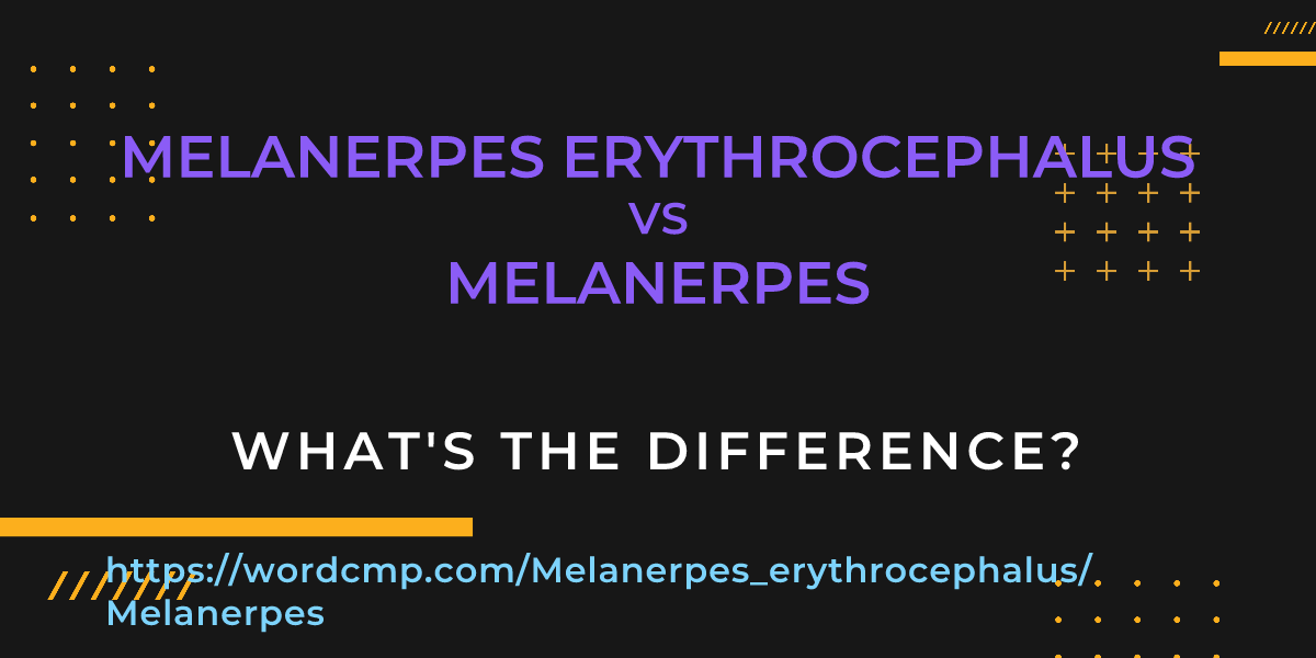 Difference between Melanerpes erythrocephalus and Melanerpes