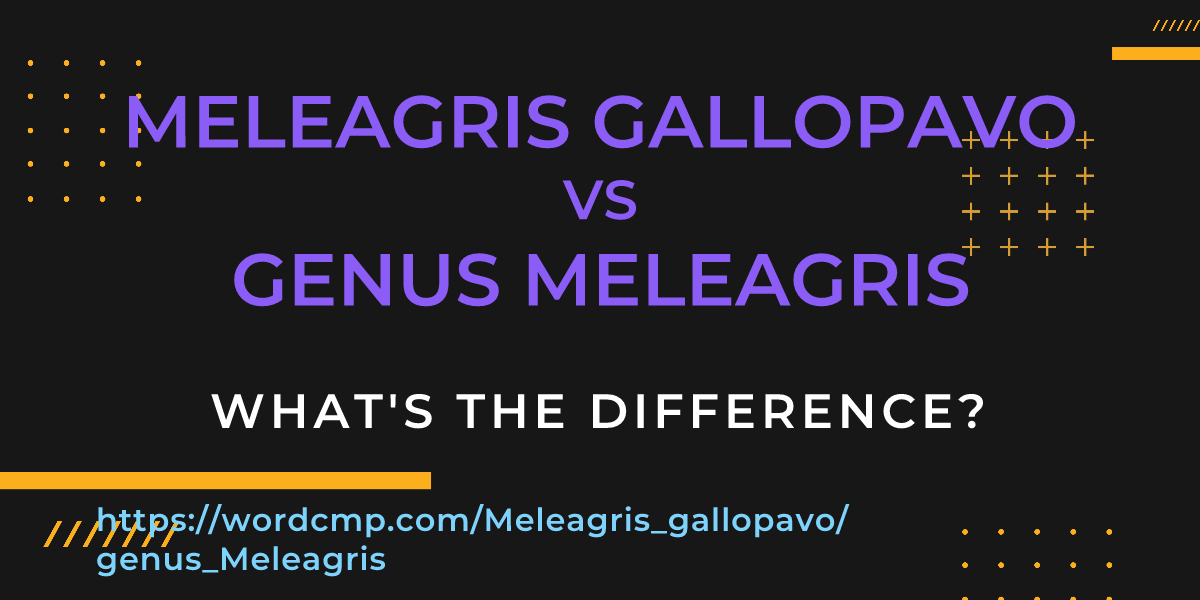 Difference between Meleagris gallopavo and genus Meleagris