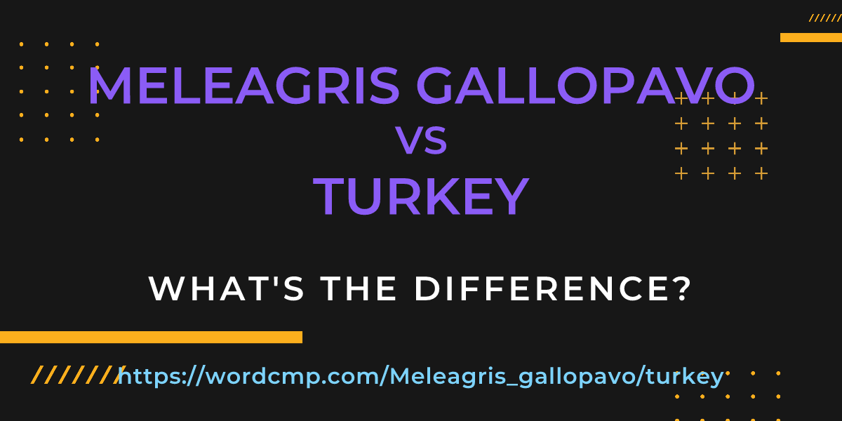 Difference between Meleagris gallopavo and turkey