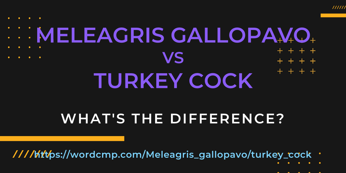 Difference between Meleagris gallopavo and turkey cock