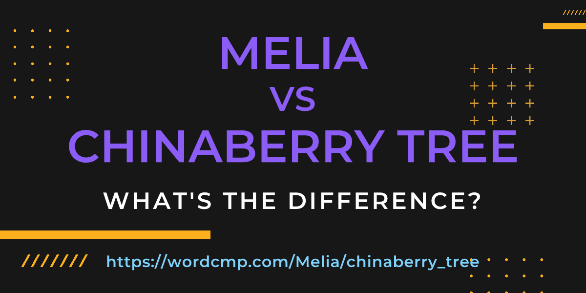 Difference between Melia and chinaberry tree