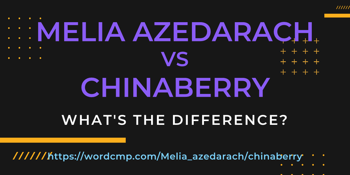 Difference between Melia azedarach and chinaberry