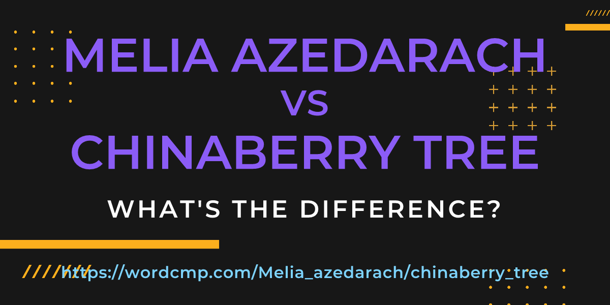 Difference between Melia azedarach and chinaberry tree