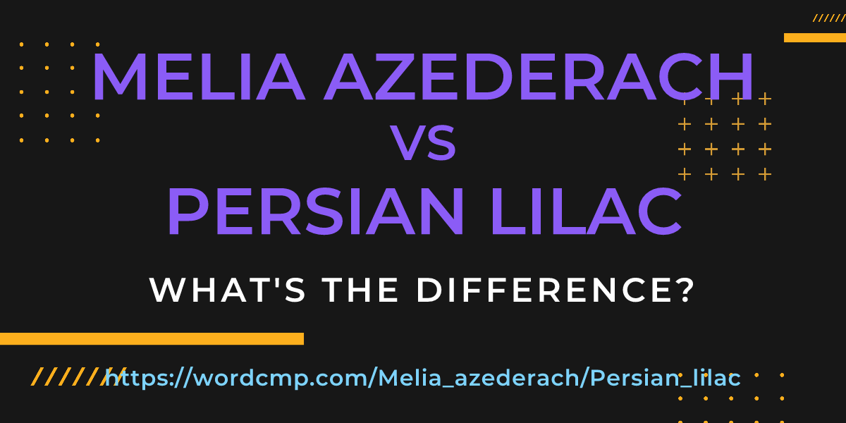 Difference between Melia azederach and Persian lilac