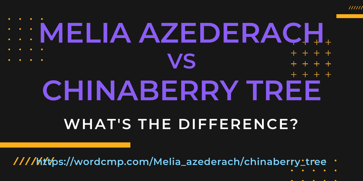 Difference between Melia azederach and chinaberry tree