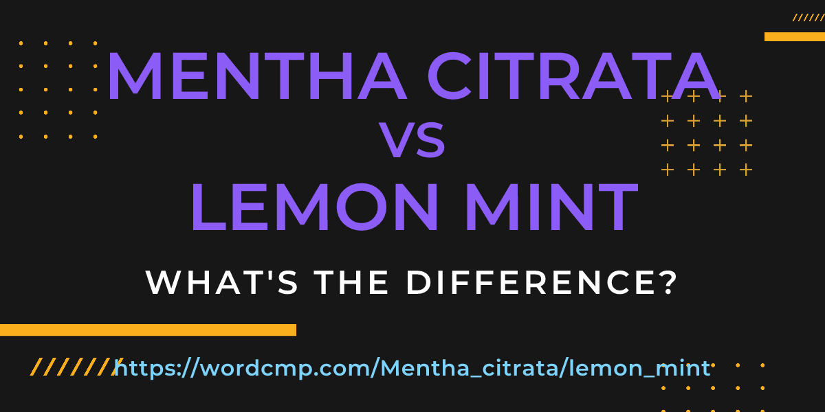 Difference between Mentha citrata and lemon mint