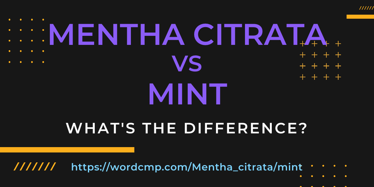 Difference between Mentha citrata and mint