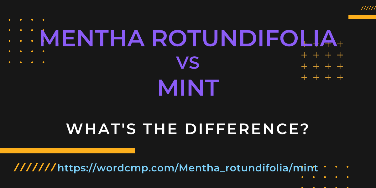 Difference between Mentha rotundifolia and mint