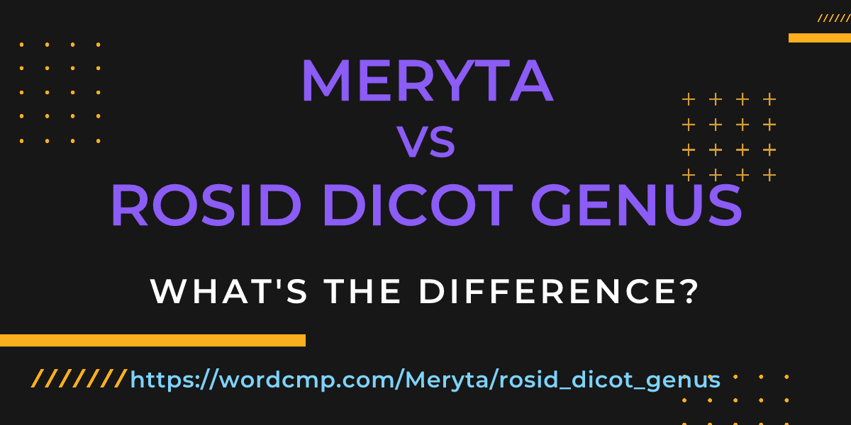 Difference between Meryta and rosid dicot genus