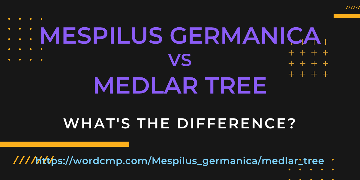 Difference between Mespilus germanica and medlar tree