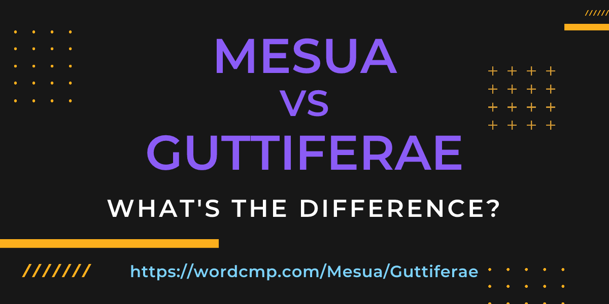 Difference between Mesua and Guttiferae