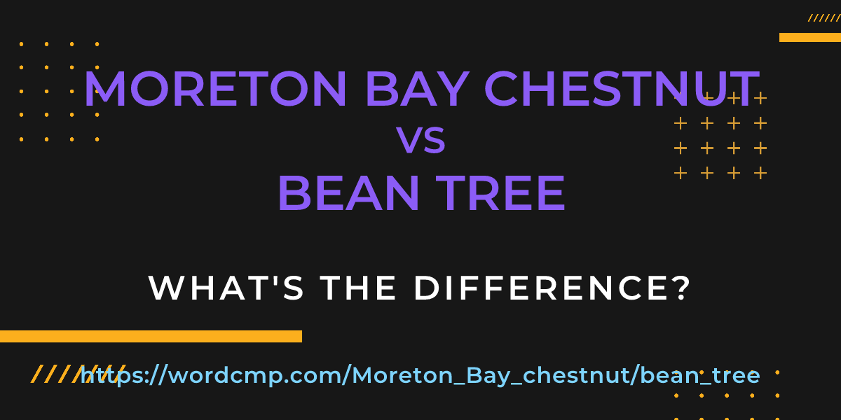 Difference between Moreton Bay chestnut and bean tree