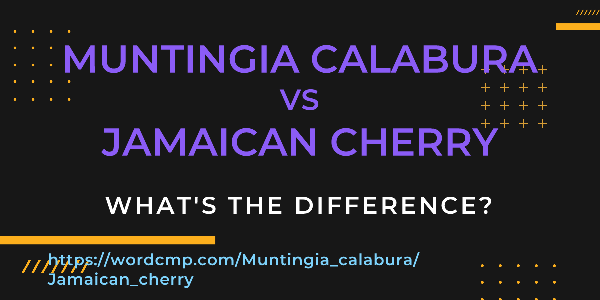 Difference between Muntingia calabura and Jamaican cherry
