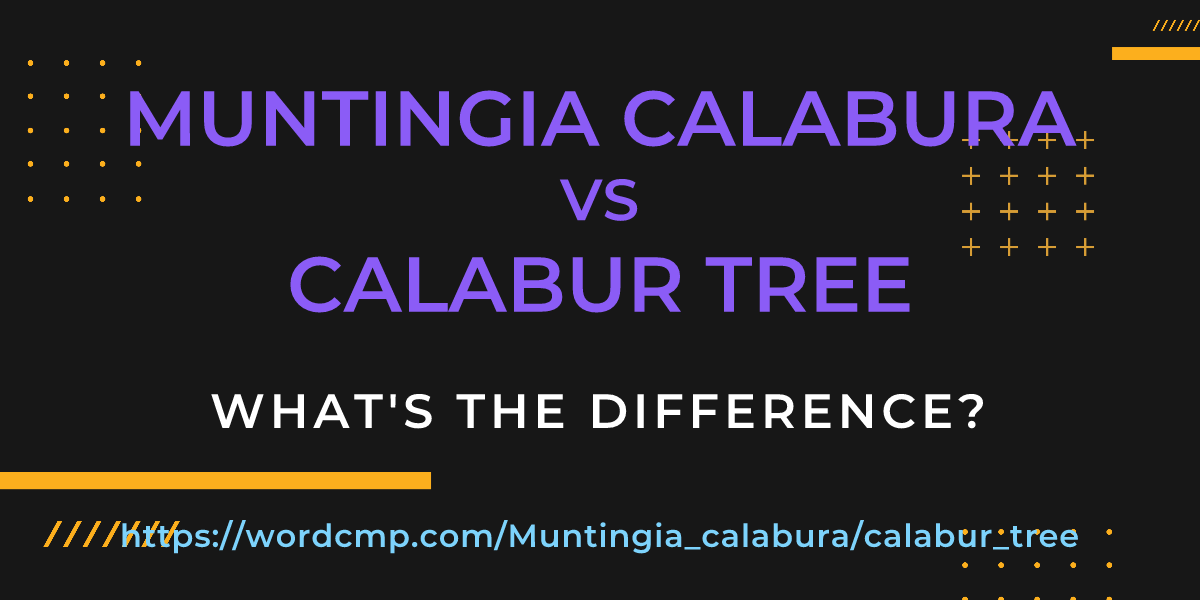 Difference between Muntingia calabura and calabur tree